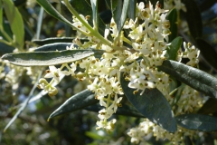 Olivenblüte a
